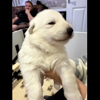 White Swiss Shepherd Dog