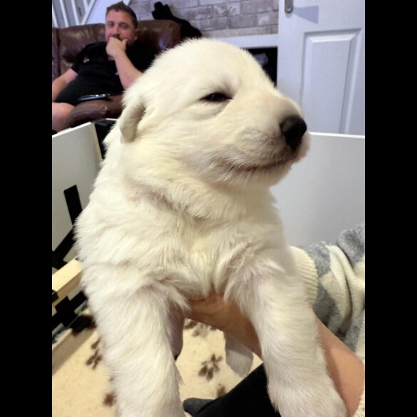 White Swiss Shepherd Dog