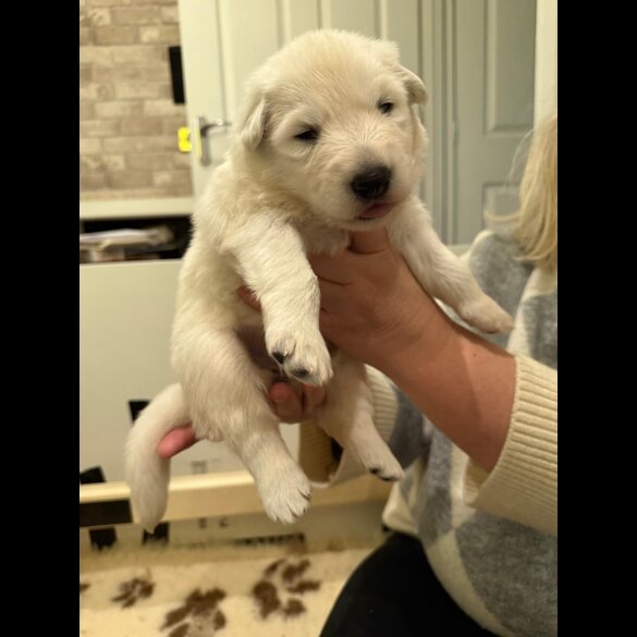 White Swiss Shepherd Dog