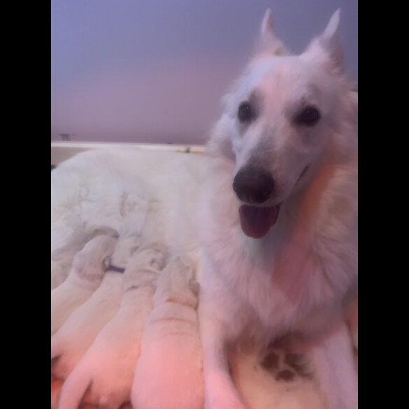 White Swiss Shepherd Dog