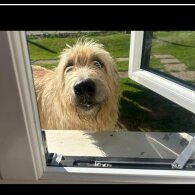 Irish Wolfhound