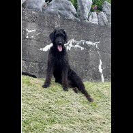 Irish Wolfhound