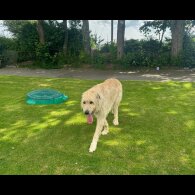 Irish Wolfhound