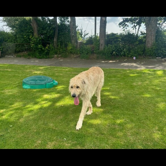 Irish Wolfhound