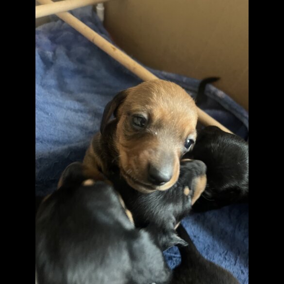 Dachshund (Miniature Smooth Haired)