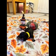 Dachshund (Miniature Smooth Haired)