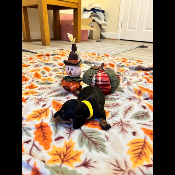 Dachshund (Miniature Smooth Haired)