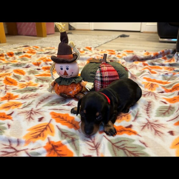 Dachshund (Miniature Smooth Haired)