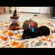 Dachshund (Miniature Smooth Haired)