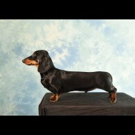 Dachshund (Miniature Smooth Haired)