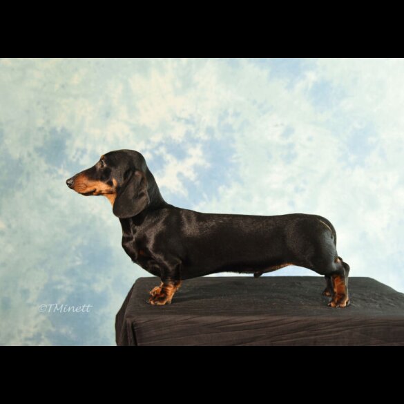 Dachshund (Miniature Smooth Haired)