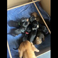 Dachshund (Miniature Smooth Haired)