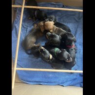 Dachshund (Miniature Smooth Haired)