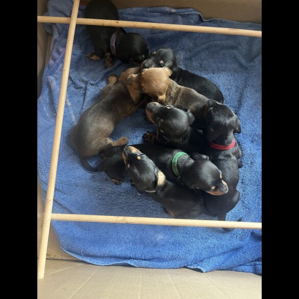 Dachshund (Miniature Smooth Haired)