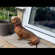 Dachshund (Miniature Smooth Haired)