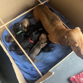 Dachshund (Miniature Smooth Haired)