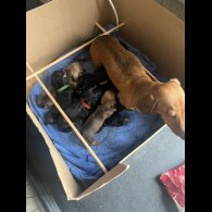 Dachshund (Miniature Smooth Haired)