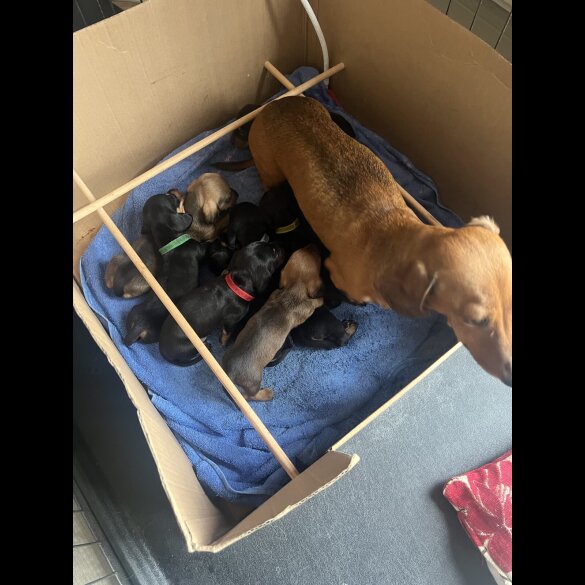 Dachshund (Miniature Smooth Haired)