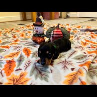 Dachshund (Miniature Smooth Haired)