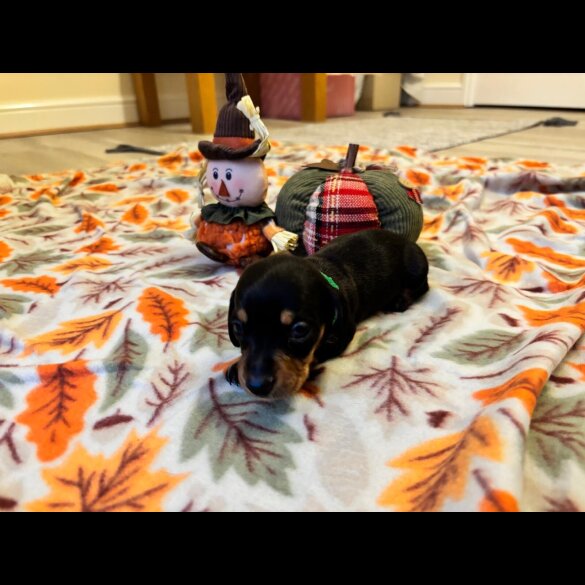 Dachshund (Miniature Smooth Haired)