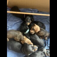 Dachshund (Miniature Smooth Haired)