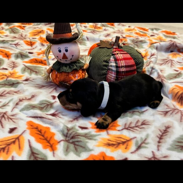 Dachshund (Miniature Smooth Haired)