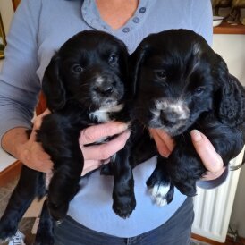 Working Cocker Spaniel