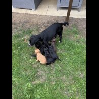 Working Cocker Spaniel