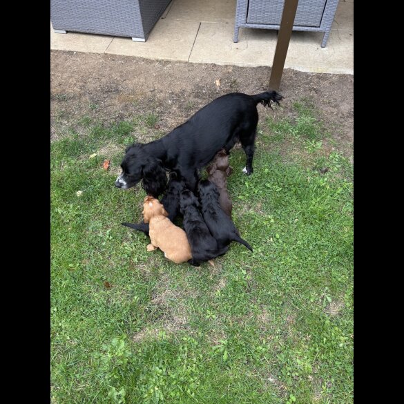 Working Cocker Spaniel
