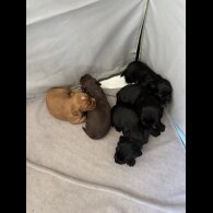 Working Cocker Spaniel