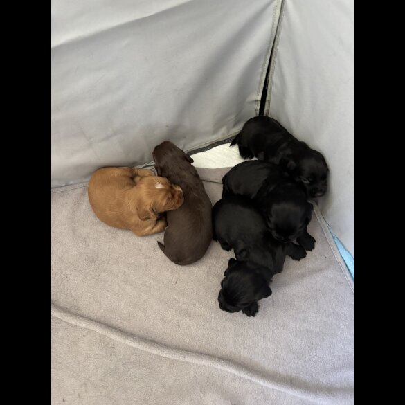 Working Cocker Spaniel