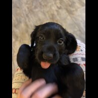 Working Cocker Spaniel