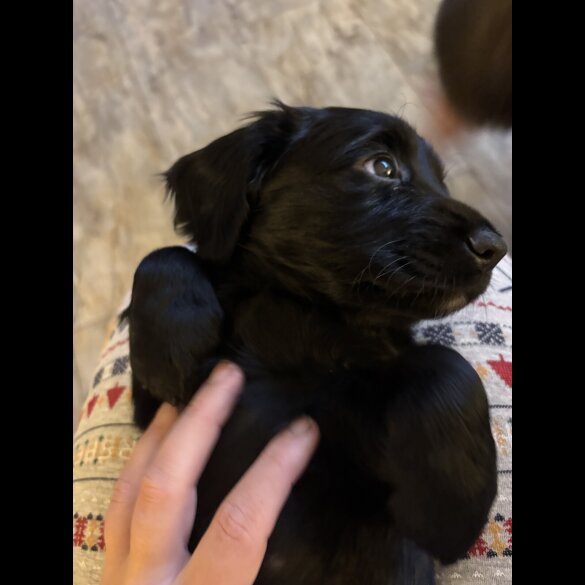Working Cocker Spaniel