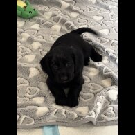 Working Cocker Spaniel