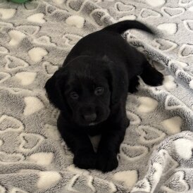 Working Cocker Spaniel