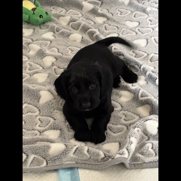 Working Cocker Spaniel