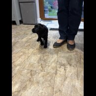 Working Cocker Spaniel