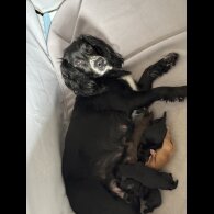 Working Cocker Spaniel