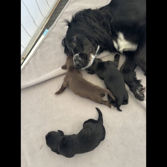 Working Cocker Spaniel