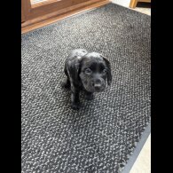 Working Cocker Spaniel