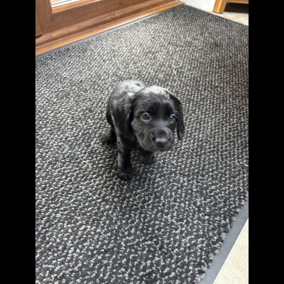 Working Cocker Spaniel