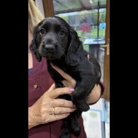 Working Cocker Spaniel