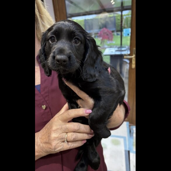 Working Cocker Spaniel