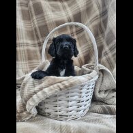 Cocker Spaniel (Working)