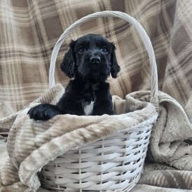 Working Cocker Spaniel