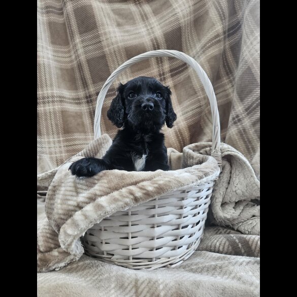 Cocker Spaniel (Working)