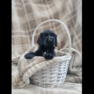 Cocker Spaniel (Working)
