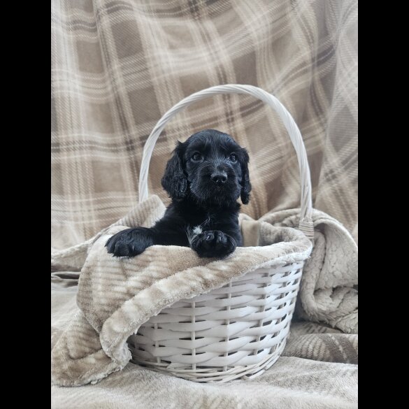 Cocker Spaniel (Working)