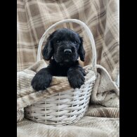 Cocker Spaniel (Working)