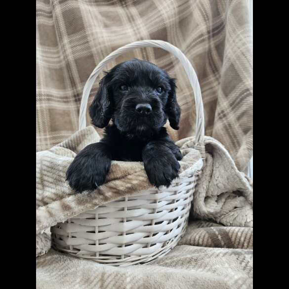 Cocker Spaniel (Working)